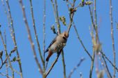 IMG 6296
