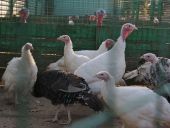 �-�-���--������-��������060