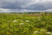 IMG 8075    -