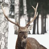 IMG 7979������