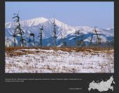 Russia bird fly73