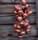 RURAL ��� ��� ���������22