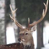 IMG 7987������